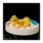 Olsenmark OMEI2445 Digital Egg Incubator – 9-Egg Capacity, Automatic Temperature & Humidity Control Poultry Hatcher