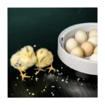 Olsenmark OMEI2445 Digital Egg Incubator – 9-Egg Capacity, Automatic Temperature & Humidity Control Poultry Hatcher